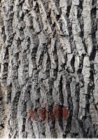Tree Bark 0010
